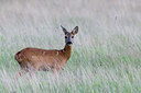 BUITEN BEELD Foto: 38642