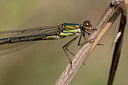 BUITEN BEELD Foto: 38668