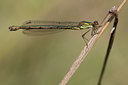 BUITEN BEELD Foto: 38669