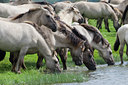 BUITEN BEELD Foto: 38725