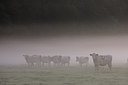 BUITEN BEELD Foto: 38736