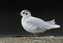 BUITEN BEELD Foto: 38789