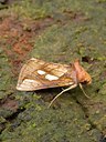 BUITEN BEELD Foto: 38949