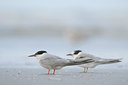 BUITEN BEELD Foto: 38963