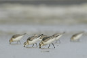 BUITEN BEELD Foto: 38965