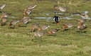 BUITEN BEELD Foto: 38972