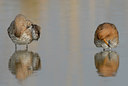 BUITEN BEELD Foto: 38979