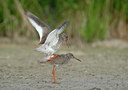 BUITEN BEELD Foto: 38982