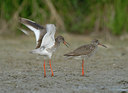 BUITEN BEELD Foto: 38983