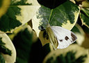 BUITEN BEELD Foto: 391887