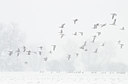 BUITEN BEELD Foto: 392303