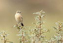 BUITEN BEELD Foto: 392685