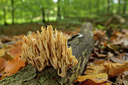 BUITEN BEELD Foto: 393021