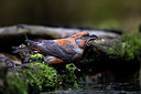 BUITEN BEELD Foto: 393210