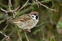 BUITEN BEELD Foto: 393486