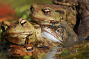BUITEN BEELD Foto: 393768