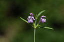 BUITEN BEELD Foto: 394840
