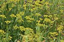 BUITEN BEELD Foto: 394877