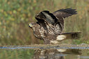 BUITEN BEELD Foto: 395137