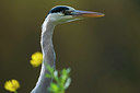BUITEN BEELD Foto: 395635