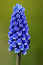 BUITEN BEELD Foto: 395833