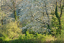 BUITEN BEELD Foto: 396230