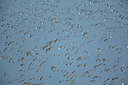 BUITEN BEELD Foto: 396312