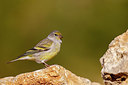 BUITEN BEELD Foto: 396416