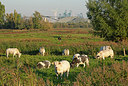 BUITEN BEELD Foto: 397600