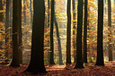 BUITEN BEELD Foto: 397653