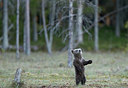 BUITEN BEELD Foto: 397853