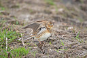 BUITEN BEELD Foto: 397964