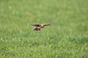 BUITEN BEELD Foto: 398217