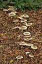 BUITEN BEELD Foto: 398457