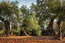 BUITEN BEELD Foto: 398917