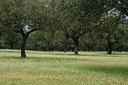 BUITEN BEELD Foto: 3560