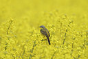 BUITEN BEELD Foto: 3896