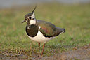 BUITEN BEELD Foto: 39020