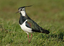 BUITEN BEELD Foto: 39023