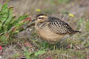 BUITEN BEELD Foto: 39026
