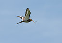 BUITEN BEELD Foto: 39038