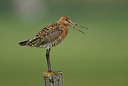 BUITEN BEELD Foto: 39039