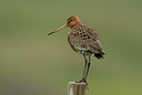 BUITEN BEELD Foto: 39040