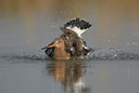 BUITEN BEELD Foto: 39042