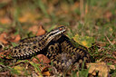 BUITEN BEELD Foto: 39043