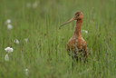 BUITEN BEELD Foto: 39048