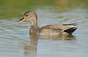 BUITEN BEELD Foto: 39050