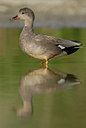 BUITEN BEELD Foto: 39053