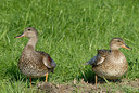 BUITEN BEELD Foto: 39054