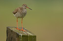 BUITEN BEELD Foto: 39072